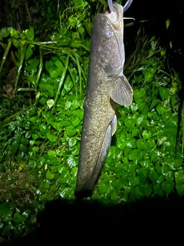 ナマズの釣果