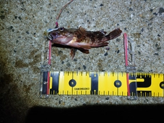 アラカブの釣果