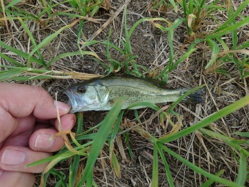 ラージマウスバスの釣果