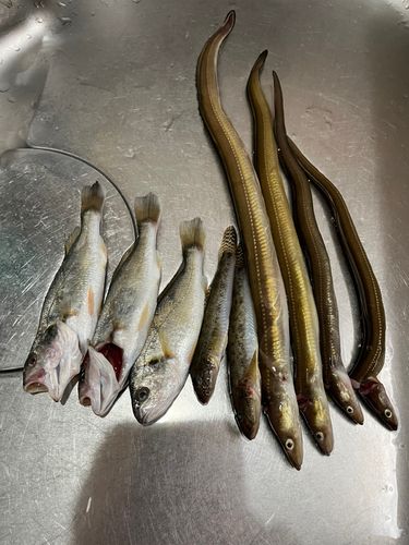 アナゴの釣果