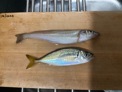 シロギスの釣果