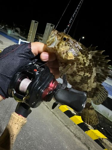 タケノコメバルの釣果