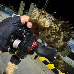 タケノコメバル