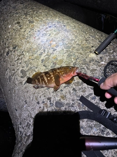 アコウの釣果