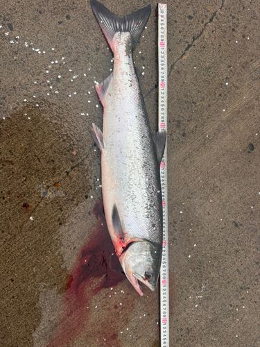 アキアジの釣果