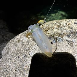 アオリイカ