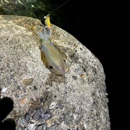 アオリイカ