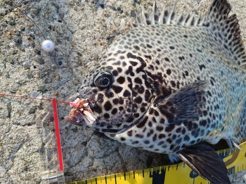 イシガキダイの釣果