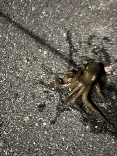 マダコの釣果