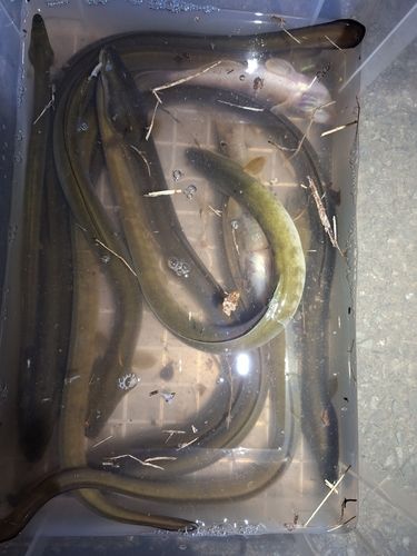 ニホンウナギの釣果