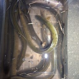 ニホンウナギ