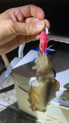 コウイカの釣果