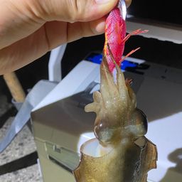 コウイカ