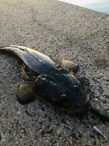 マゴチの釣果