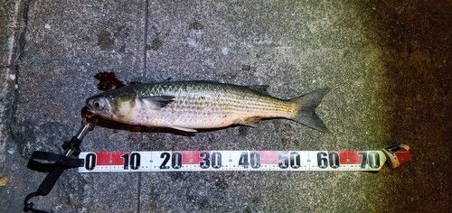 ボラの釣果