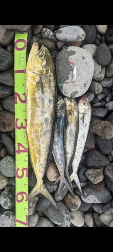 シイラの釣果