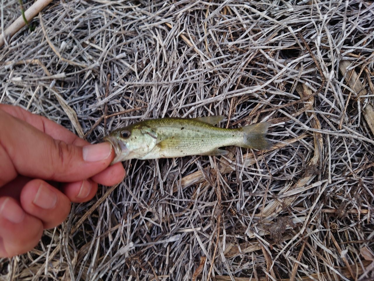 ラージマウスバス