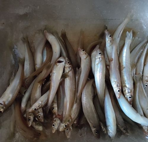 キスの釣果