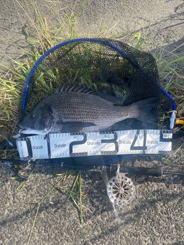 チヌの釣果