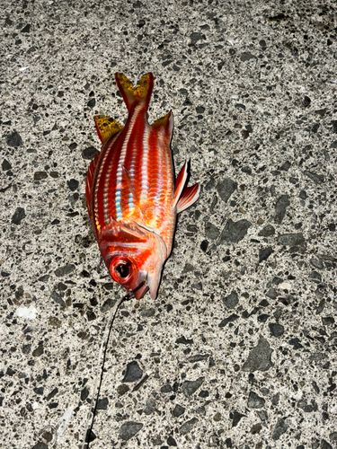 アヤメエビスの釣果