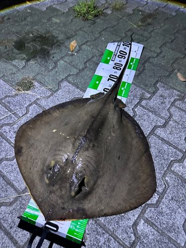 アカエイの釣果