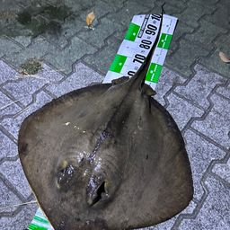 アカエイ