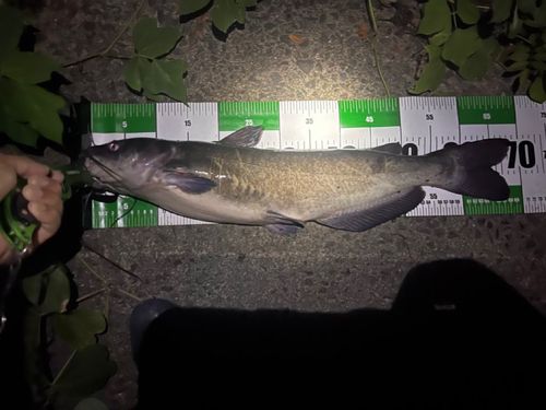 アメリカナマズの釣果