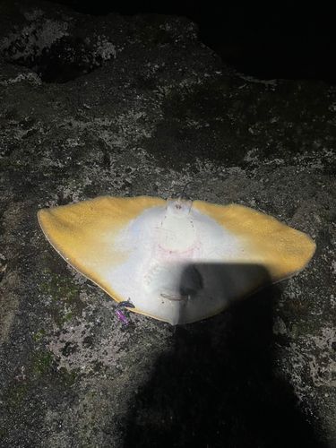 ツバクロエイの釣果