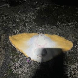 ツバクロエイ