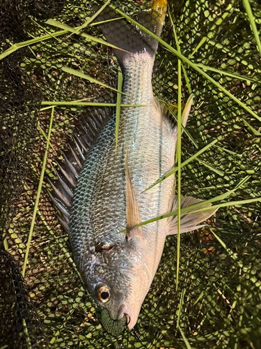 キビレの釣果