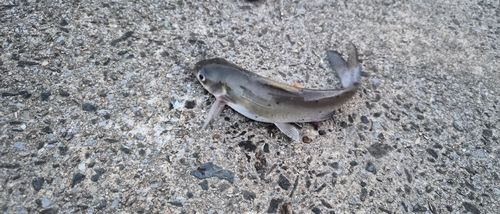 アメリカナマズの釣果