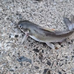 アメリカナマズ