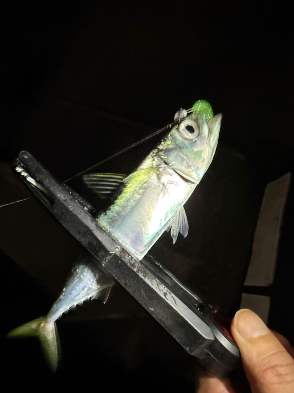 サバ