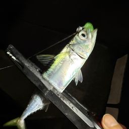 サバ
