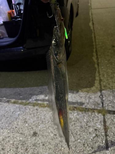 タチウオの釣果