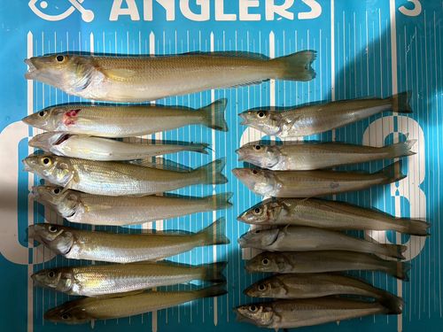 シロギスの釣果