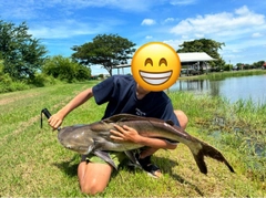 ナマズの釣果