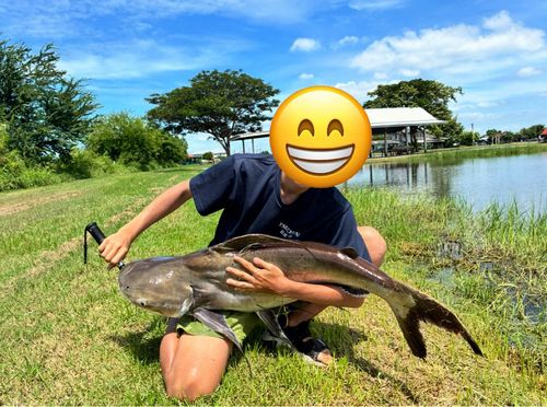 ナマズの釣果
