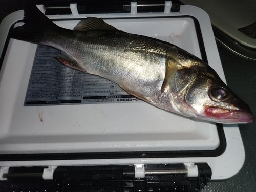 セイゴ（タイリクスズキ）の釣果