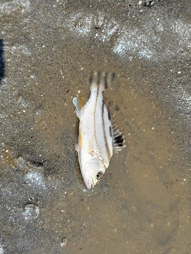 イトヒキヒメの釣果