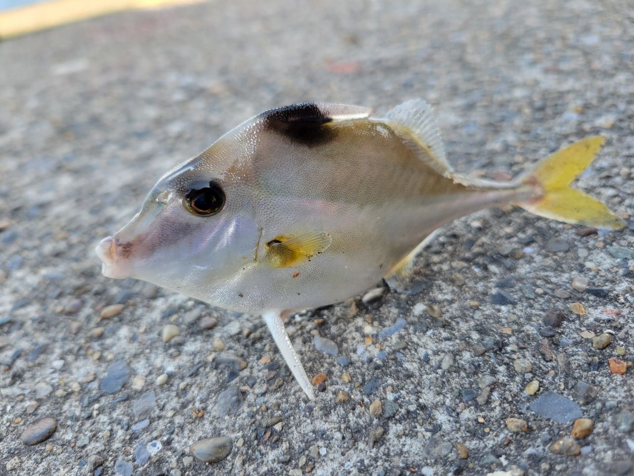 イトヒキヒメ