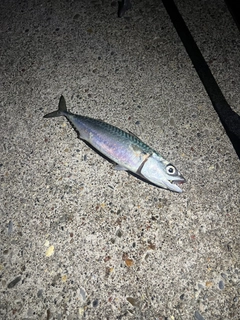 サバの釣果