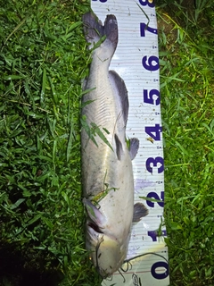 アメリカナマズの釣果