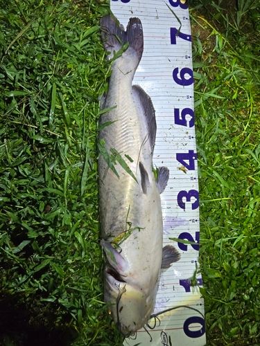 アメリカナマズの釣果