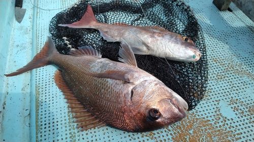マダイの釣果