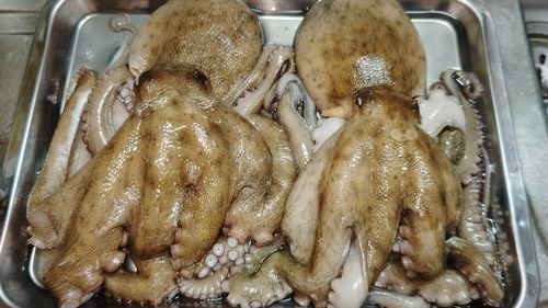 マダコの釣果