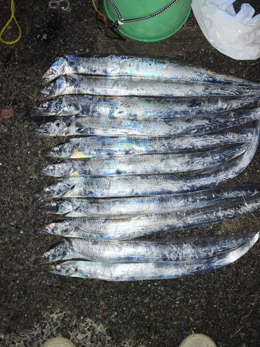 タチウオの釣果