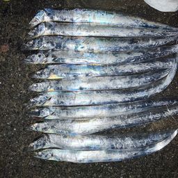 タチウオ