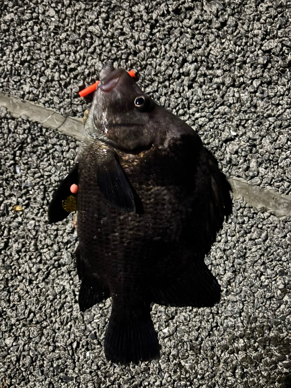 ヒゲダイ