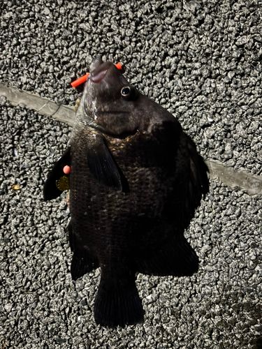 ヒゲダイの釣果